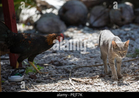 Am 7. Dezember 2015 läuft ein Hahn hinter einer Hauskatze entlang einer Straße auf Falalop Island im Ulithi Atoll in den Föderierten Staaten von Mikronesien. Die Szene zeigt das Vorhandensein von Nutztieren und Nutztieren in der Umgebung des Dorfes. Hühner und Katzen sind in Inselgemeinden gängige Tiere und gehören zum täglichen Leben auf dem Atoll, da die Bewohner nach der direkten Passage des Taifuns Maysak im März 2015 weiterhin Häuser und Infrastruktur aufbauen. Stockfoto
