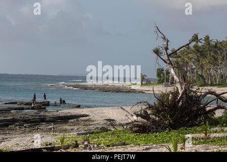 Ein Baum fällt auf einem Strand bei Ulithi Falalop Insel, Atoll, Föderierte Staaten von Mikronesien, Dez. 7, 2015. Falalop Island ist eine der am meisten von Typhoon Maysak im März 2015 beschädigt. Die äußeren südlichen eye Wand des Maysak bestanden direkt über dem ulithi Atoll, das ist eine Gruppe von Inseln in der Nähe von Yap. (U.S. Air Force Foto von Osakabe Yasuo/Freigegeben) Stockfoto