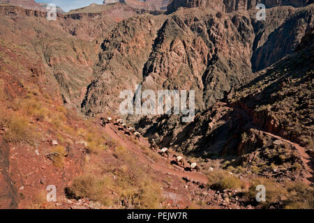 AZ 00285-00 ... ARIZONA - eine geladene pack Zug von Maultieren Besteigung der South Kaibab Trail unter dem Tipoff restarea im Grand Canyon National Park. Stockfoto