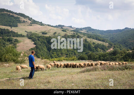 Hirte seine Herde von Schafen entlang der Landschaft Felder Kardschali Provinz, Bulgarien Stockfoto