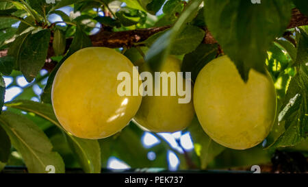 Pflaumenbaum gelbe Früchte 1. Stockfoto