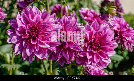 Dahlie Blue Bell closeup 1. Stockfoto