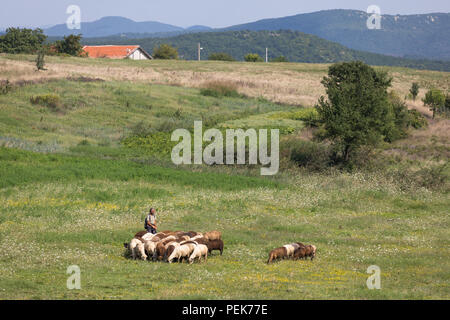 Hirte seine Schafe auf einem Feld an der warmen Tag im Sommer, Kardschali Provinz, Bulgarien Stockfoto