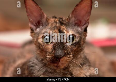 Eine junge Cornish Rex Katze in die Kamera schaut Stockfoto