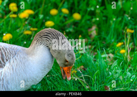 Eine große hausgemachte Grey Goose Schürfwunden auf dem Hintergrund des grünen Grases mit gelben Löwenzahn. Stockfoto