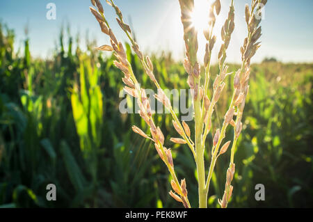 Blütenstände auf der Oberseite der Maispflanze, genannt die Quaste. Cornfield Innenraum Stockfoto