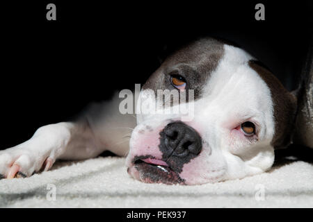 Ein Staffordshire Terrier Pit Bull Dog nimmt eine lange Pause in der Sonne Stockfoto