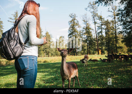 Ein freiwilliger speist eine Hirsche im Wald. Pflege von Tieren Stockfoto