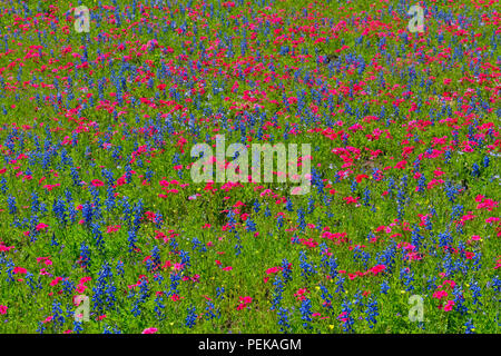 Am Straßenrand Wildblumen mit Phlox und Texas bluebonnet (Lupinus subcarnosus), Seguin, Texas, USA Stockfoto