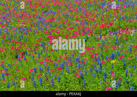 Am Straßenrand Wildblumen mit Phlox und Bluebonnets, Seguin, Texas, USA Stockfoto