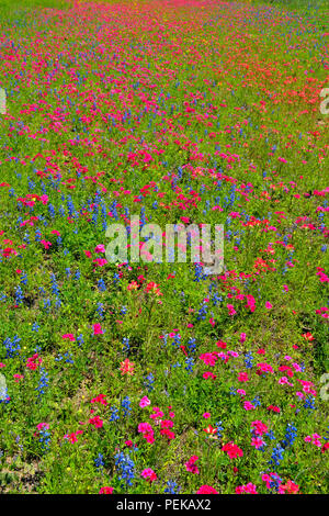 Am Straßenrand Wildblumen mit Phlox und Bluebonnets, Seguin, Texas, USA Stockfoto