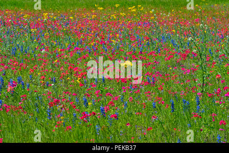 Am Straßenrand Wildblumen mit Phlox und Texas bluebonnet (Lupinus subcarnosus), Seguin, Texas, USA Stockfoto