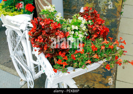 Hunstanton in voller Blüte, ungewöhnliche Pflanze Container, weiß lackiert, Fahrradverleih, Bettwäsche Pflanzen Stockfoto