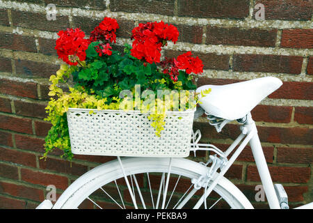 Hunstanton in voller Blüte, ungewöhnliche Pflanze Container, weiß lackiert, Fahrradverleih, Bettwäsche Pflanzen Stockfoto