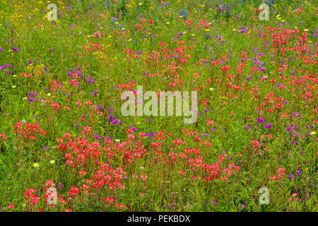 Texas Wildblumen in voller Blüte - Pinsel, Phlox und Texas Löwenzahn, Seguin, Texas, USA Stockfoto
