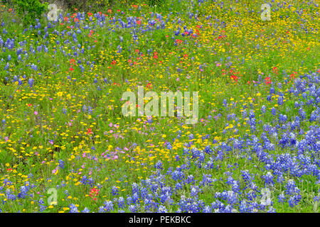 Eine Mischung aus Texas roadside Wildblumen in voller Blüte, Burnett County, Texas, USA Stockfoto