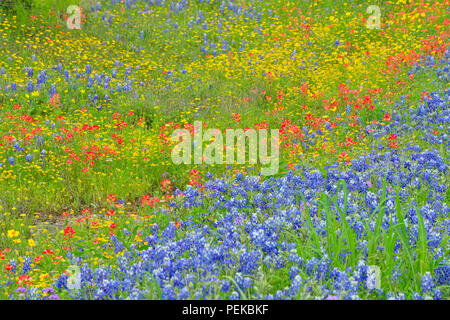 Eine Mischung aus Texas roadside Wildblumen in voller Blüte, Burnett County, Texas, USA Stockfoto