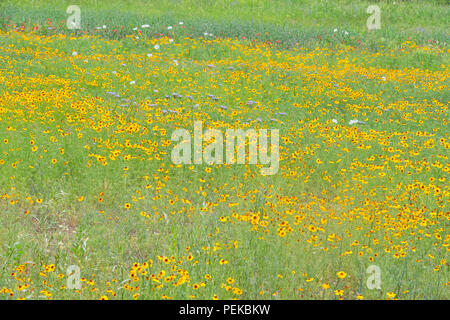 Wildblumen im Frühling mit Greenthread (Thelesperma Filifolium), Mason County, Texas, USA Stockfoto
