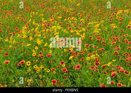 Das späte Frühjahr wildflower Anzeige mit feuerrad, Engelmann Daisy und Pinsel, Johnson City, Texas, USA Stockfoto