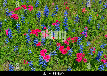 Am Straßenrand Wildblumen mit Phlox und Bluebonnets, Seguin, Texas, USA Stockfoto