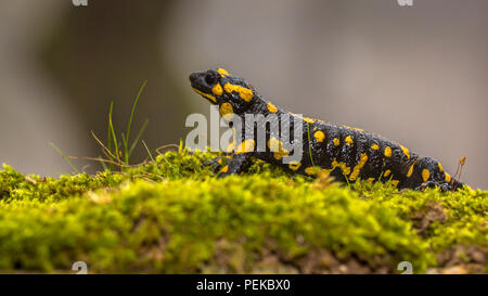 Feuersalamander (Salamandra salamandra) ist vielleicht das bekannteste salamander Arten in Europa. Tier in der Nähe der natürlichen Bergwald Stockfoto