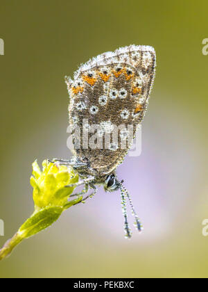 Chalkhill blue (Polyommatus coridon) Schmetterling auf Blüte mit bunten Hintergrund Stockfoto