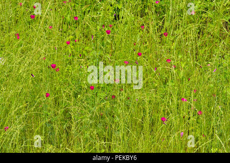 Am Straßenrand Wildblumen im Frühling - winecup und Gras, Bastrop County, Texas, USA Stockfoto