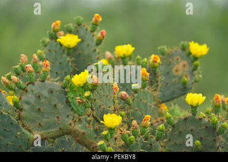 Blühende Feigenkakteen (Opuntia spp.), Rio Grande City, Texas, USA Stockfoto