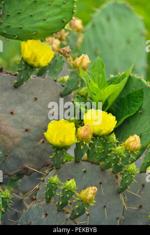 Blühende Feigenkakteen (Opuntia spp.), Rio Grande City, Texas, USA Stockfoto