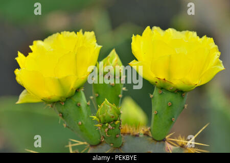 Blühende Feigenkakteen (Opuntia spp.), Rio Grande City, Texas, USA Stockfoto