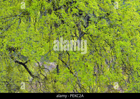 Südliche Live Oak (Quercus virginiana) frisches Laub und herabhängenden Zweigen, Balcones Canyonlands National Wildlife Refuge, Texas, USA Stockfoto