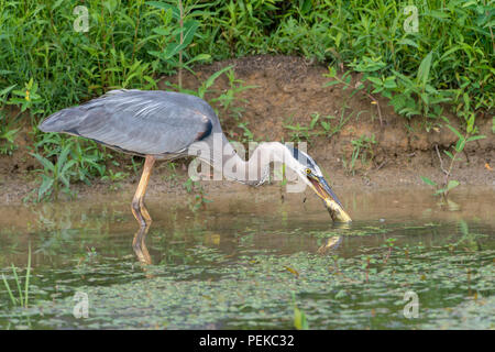 Great Blue heron Essen ein Wels in einem Teich Stockfoto