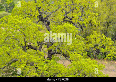 Frühling Bäume entlang der Cypress Mill Road, Johnson City, Texas, USA Stockfoto