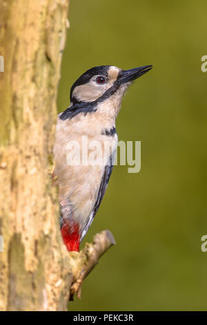 Wilde Vögel Stockfoto