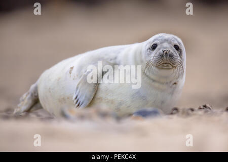 Neugierige Seehunde (Phoca vitulina) in der Kamera auf der Suche Stockfoto