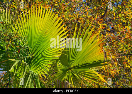 Palmetto Blätter, Krause Federn, Spiceville, Texas, USA Stockfoto