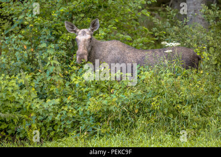 Weibliche Elche oder Elch (Alces alces) Fütterung auf Blätter in Büschen von Naturschutzgebiet Glaskogen Schweden Stockfoto