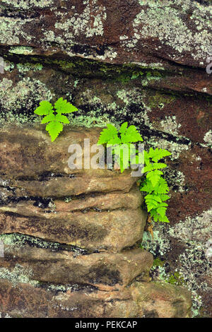 Farne auf Sandstein Mauern in der Nähe von Scott fällt, Au Train, Alger County, Michigan, USA Stockfoto