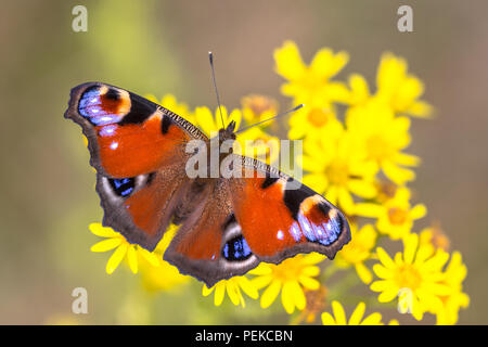 Die Europäische Peacock (Nymphalis io) Schmetterling ist bunt und in Europa und temperiertes Asien so weit östlich wie Japan gefunden. Stockfoto