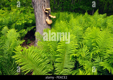 (Matteuccia struthiopteris Ostrich Fern) und Ahorn mit den dryaden Sattel (Polyporus squamosus) Pilz, dargestellt Rocks National Lakeshore, Michigan Stockfoto