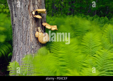 (Matteuccia struthiopteris Ostrich Fern) und Ahorn mit den dryaden Sattel (Polyporus squamosus) Pilz, dargestellt Rocks National Lakeshore, Michigan Stockfoto