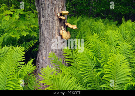 (Matteuccia struthiopteris Ostrich Fern) und Ahorn mit den dryaden Sattel (Polyporus squamosus) Pilz, dargestellt Rocks National Lakeshore, Michigan Stockfoto