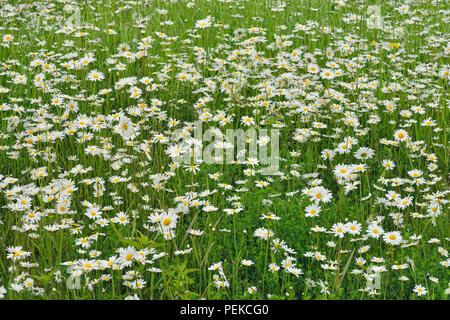 Ein Patch von Oxeye Daisy (Leucanthemum vulgare), Highway 63 in der Nähe von Ashland, Wisconsin, USA Stockfoto