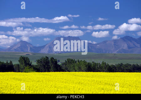 Ansicht der ländlichen Alberta und ein gelbes Rapsfeld in Blüte mit der Kanadischen Rockies im Hintergrund in der Nähe der Wiese Stadt Pincher Creek, Alberta, Stockfoto