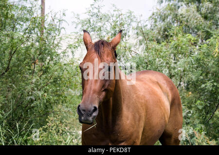 Pferd zufrieden kaut Johnson Grass in einem Dickicht von Mesquite scheuern. An einem Unbebauten städtischen viel in Corpus Christi, Texas USA übernommen. Stockfoto