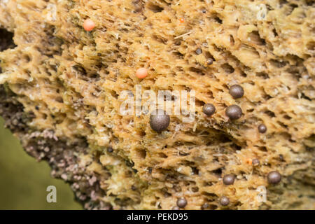 Wolf's Milch Schleim (Lycogala epidendrum) kugelförmigen Fruchtkörper wachsen auf einem Verrottenden Baum. Stockfoto