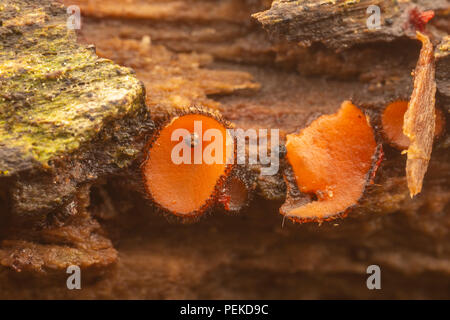 Wimpern Cup (Scutellinia sp.) Pilz wächst auf morschem Holz. Stockfoto