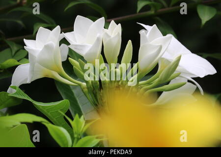 Die plumeria Golden Arrow Stockfoto