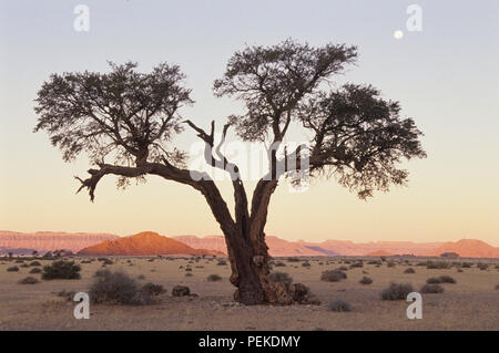 Kamel Thorn Tree in der Wüste Stockfoto