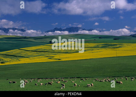 Ernte Landschaft Stockfoto